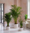 Areca Palm