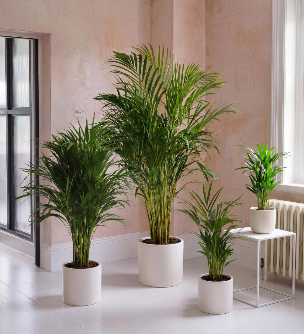 Areca Palm