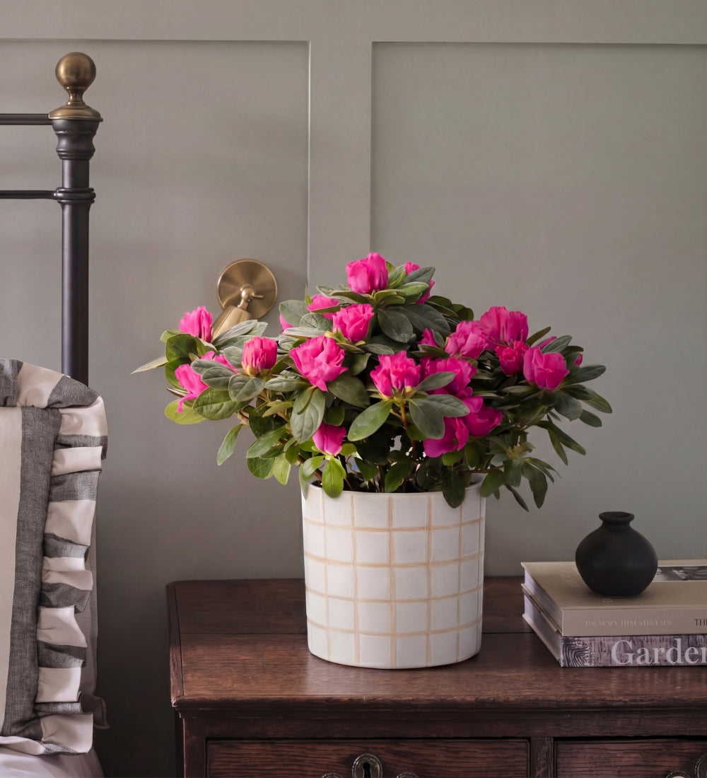 Pink Azalea & Pot