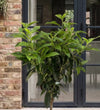 Laurel Tree