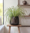 Spider Plant