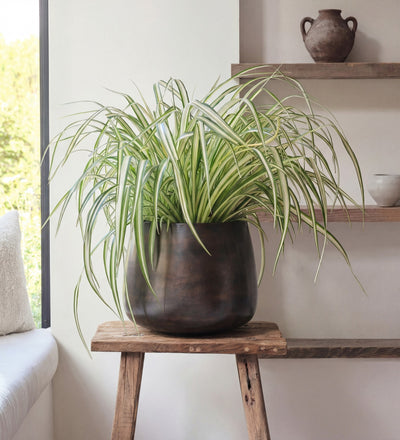 Spider Plant