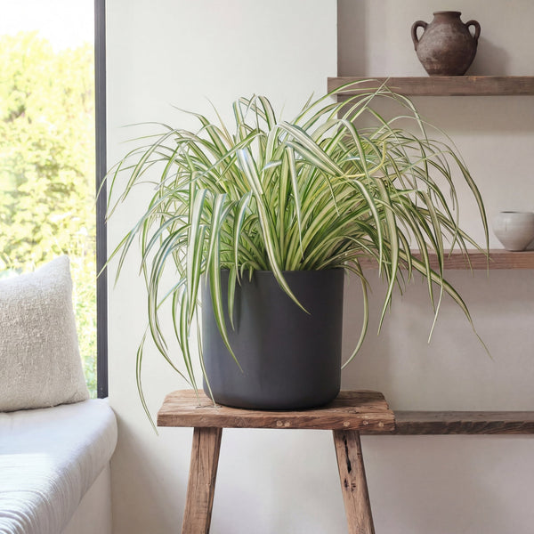 Dark Grey Elho Matt  Pot (22cm)