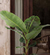 Musa Dwarf