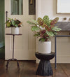 Calathea Makoyana