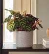 Calathea Makoyana