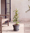 Pink Rose Plant