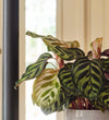 Calathea Makoyana