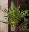 Trachycarpus