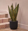 Snake Plant in Self-watering Pot