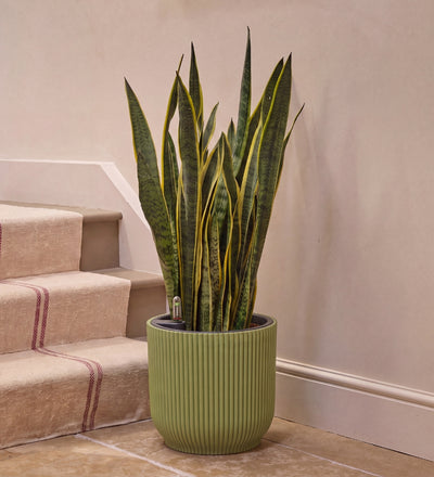 Snake Plant in Self-watering Pot