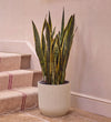 Snake Plant in Self-watering Pot