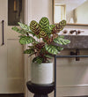 Calathea Makoyana