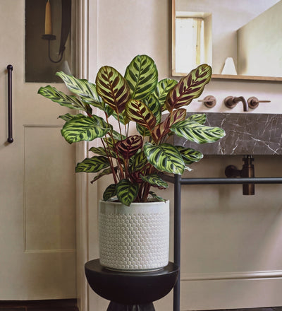 Calathea Makoyana