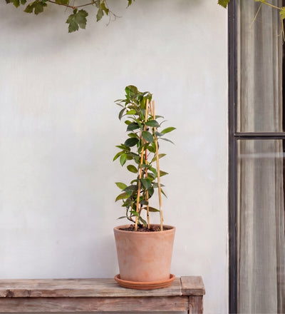 Star Jasmine