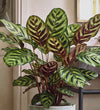 Calathea Makoyana
