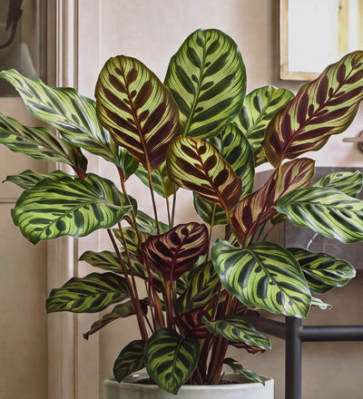 Calathea Makoyana