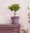 Sweet Cherry Tree