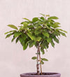 Sweet Cherry Tree