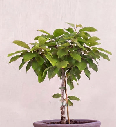 Sweet Cherry Tree