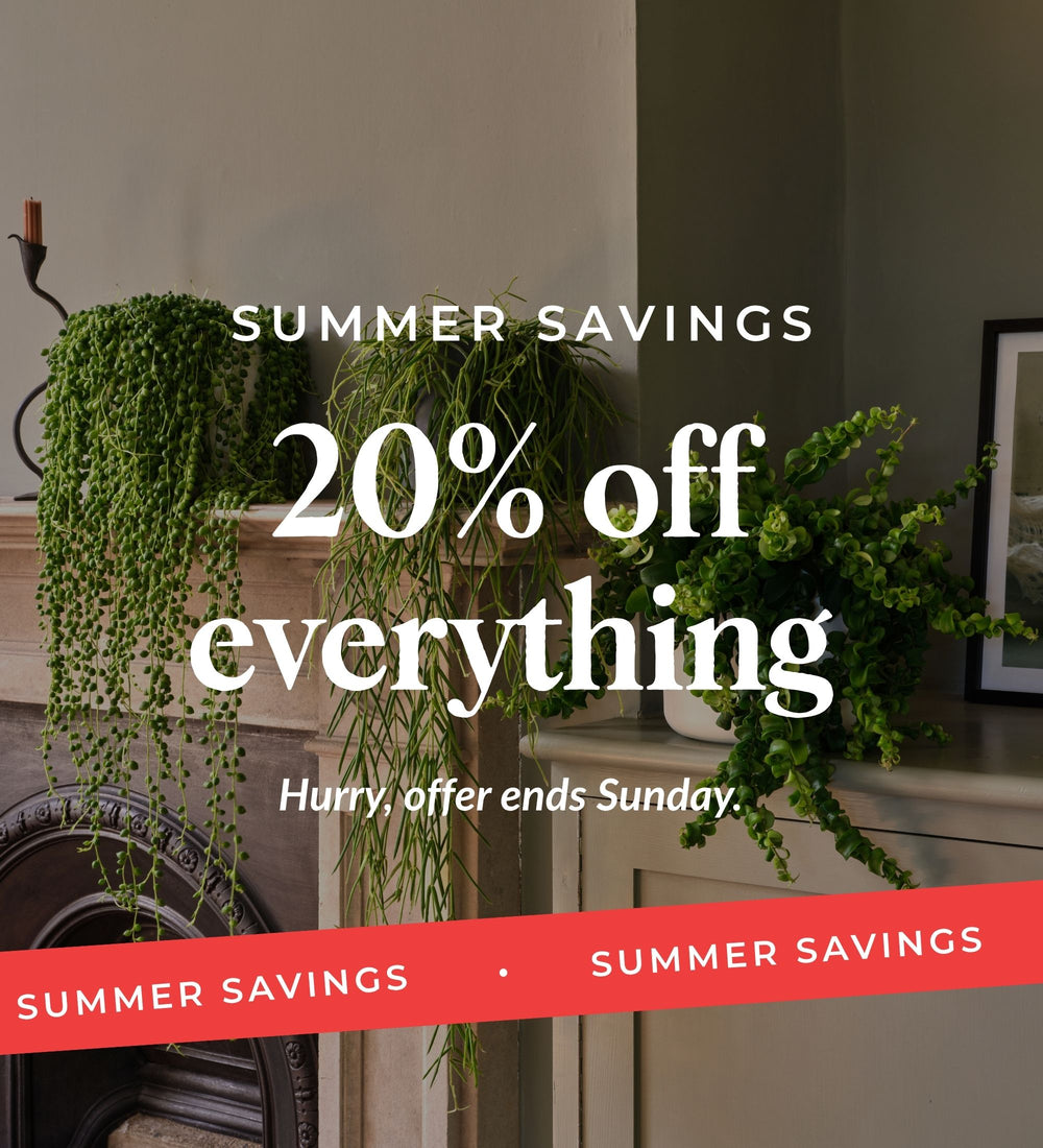 Summer Sale