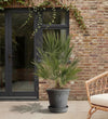 Chamaerops Humilis