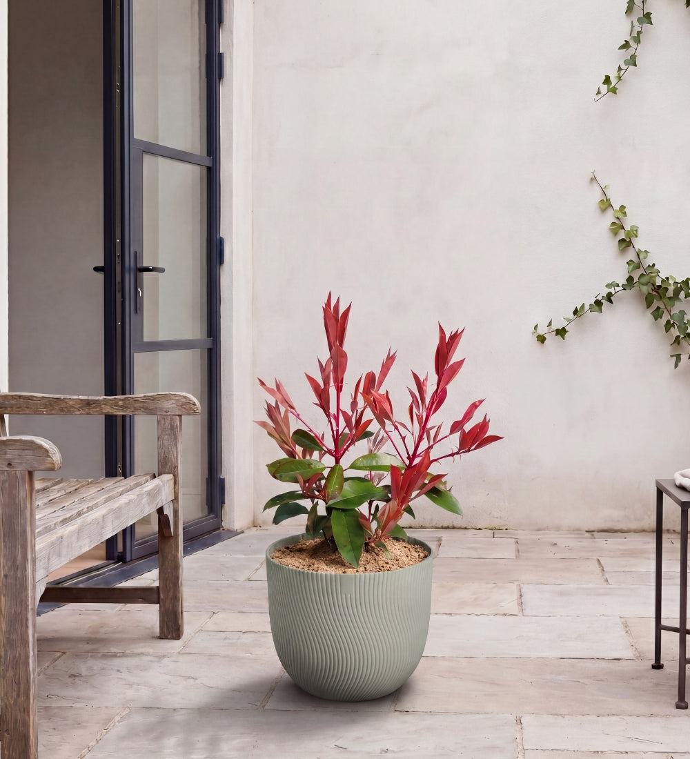 Small Photinia Pair