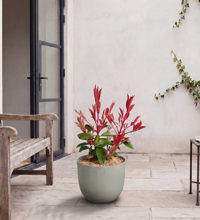 Small Photinia Trio