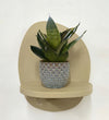 Mini Snake Plant & Pot