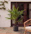 Trachycarpus