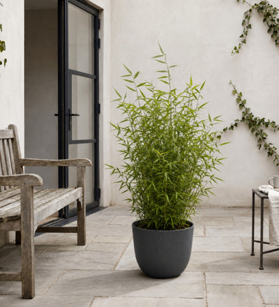 Pair of Large Bamboo