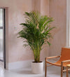 Areca Palm