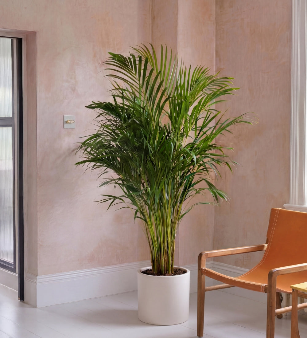 Areca Palm