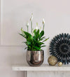 Peace Lily in Ceramic Pot