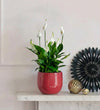 Peace Lily in Ceramic Pot