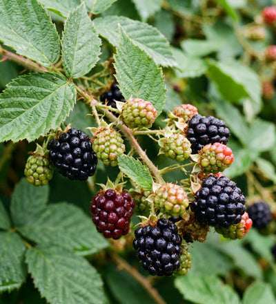 Blackberry Tree