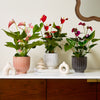 3 Months of Anthuriums Bundle