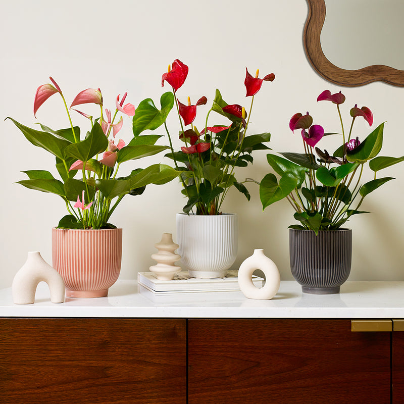 3 Months of Anthuriums Bundle