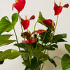 3 Months of Anthuriums Bundle