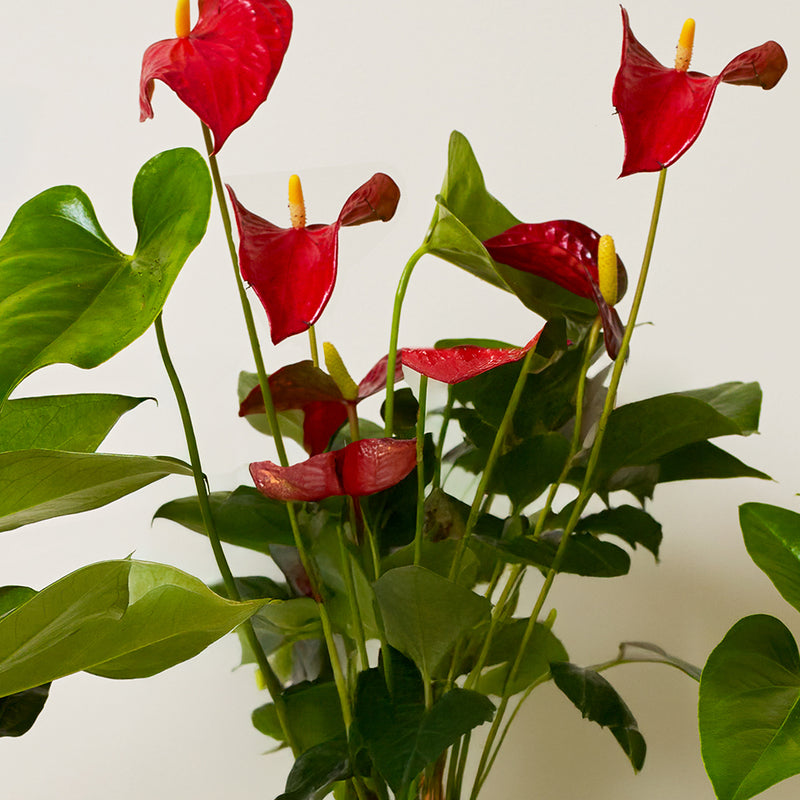 3 Months of Anthuriums Bundle