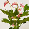 3 Months of Anthuriums Bundle