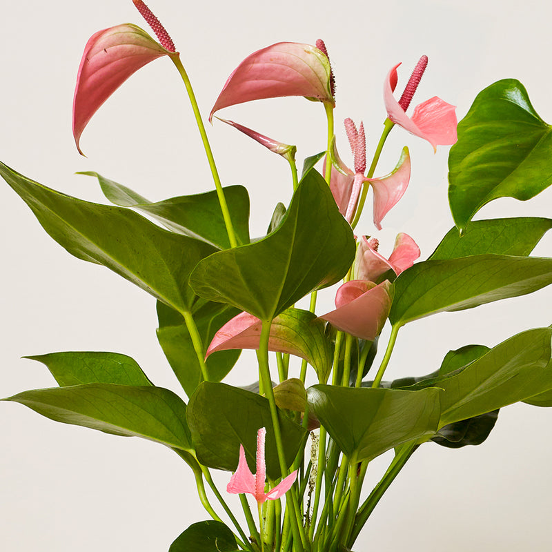 3 Months of Anthuriums Bundle