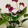 3 Months of Anthuriums Bundle