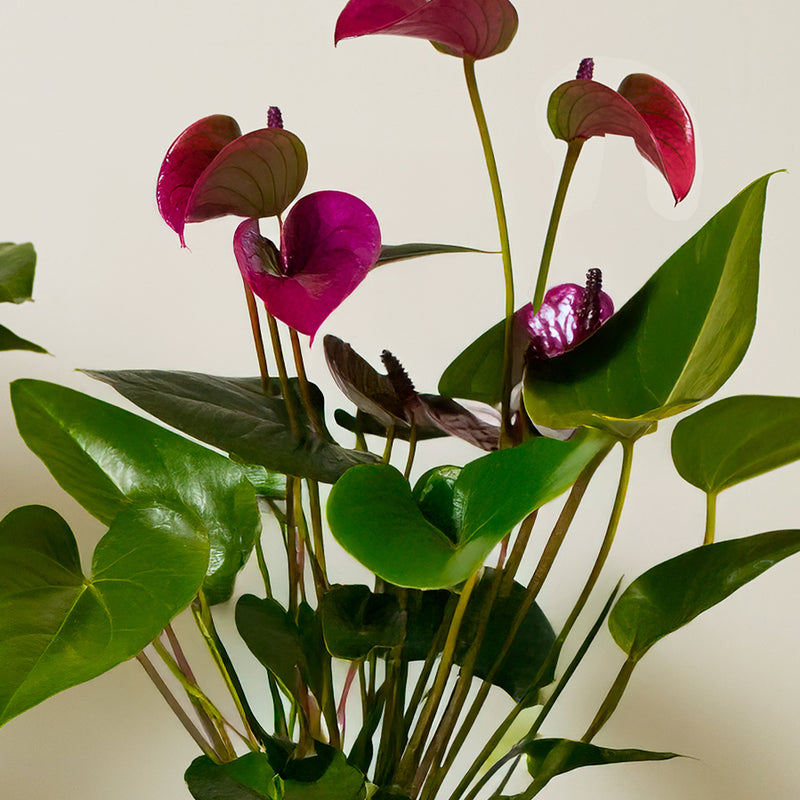3 Months of Anthuriums Bundle