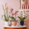 3 Months of Orchids Bundle