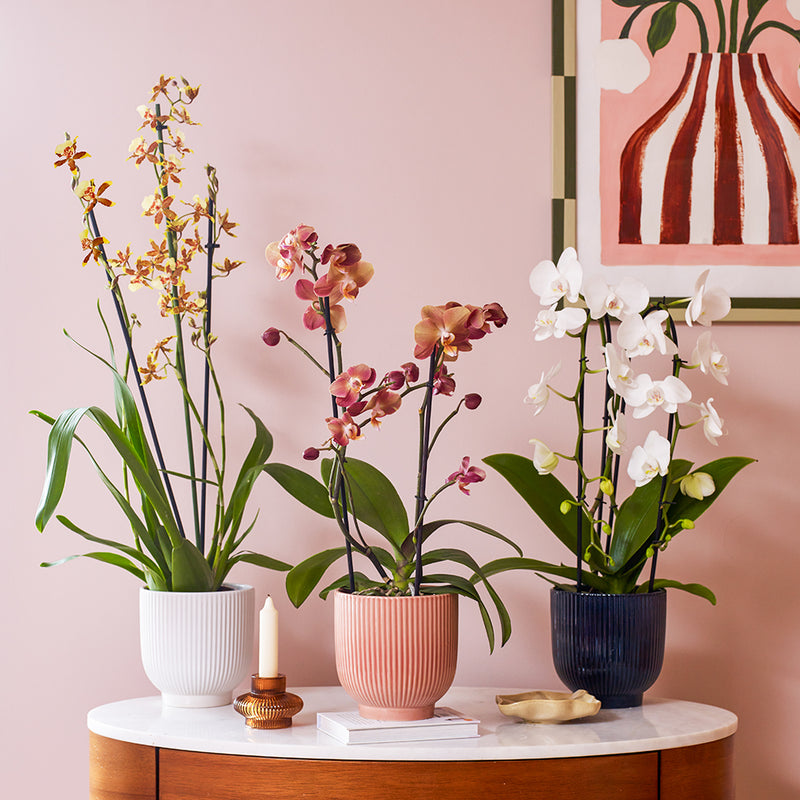 3 Months of Orchids Bundle