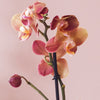 3 Months of Orchids Bundle