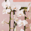 3 Months of Orchids Bundle