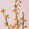3 Months of Orchids Bundle
