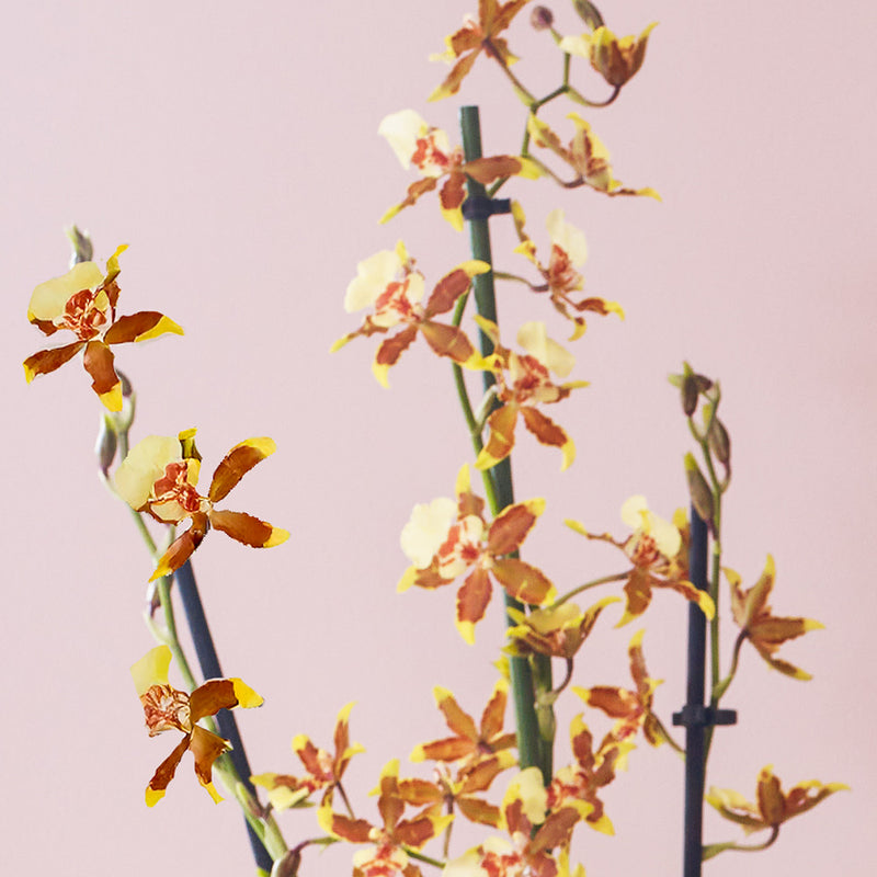 3 Months of Orchids Bundle